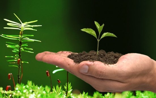 Foto — Associação Catarinense de Empresas Florestais (ACR)
