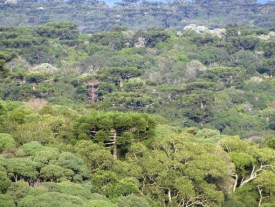 Foto — Associação Catarinense de Empresas Florestais (ACR)