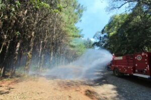 Foto — Associação Catarinense de Empresas Florestais (ACR)