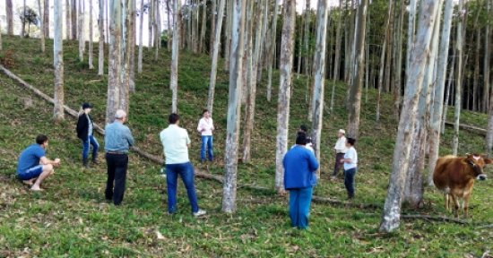 Foto — Associação Catarinense de Empresas Florestais (ACR)