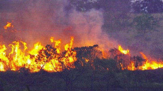 Foto — Associação Catarinense de Empresas Florestais (ACR)