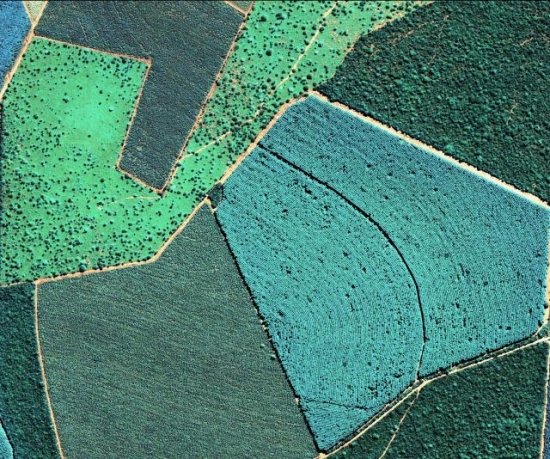 Foto — Associação Catarinense de Empresas Florestais (ACR)