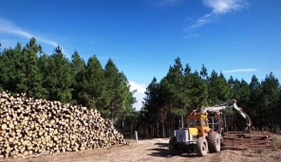 Foto — Associação Catarinense de Empresas Florestais (ACR)
