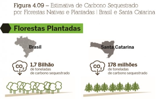 Foto — Associação Catarinense de Empresas Florestais (ACR)