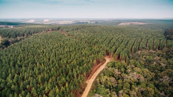Foto — Associação Catarinense de Empresas Florestais (ACR)