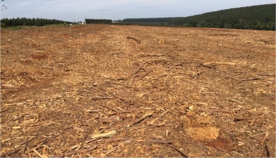Foto — Associação Catarinense de Empresas Florestais (ACR)
