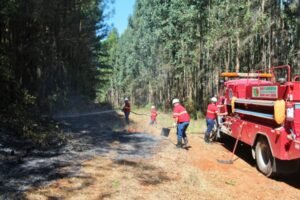 Foto — Associação Catarinense de Empresas Florestais (ACR)