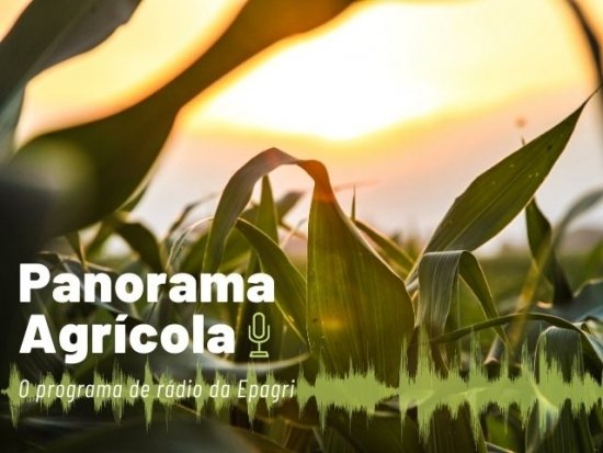 Foto — Associação Catarinense de Empresas Florestais (ACR)