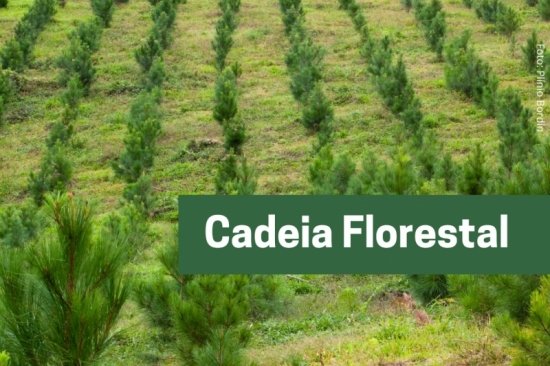 Foto — Associação Catarinense de Empresas Florestais (ACR)