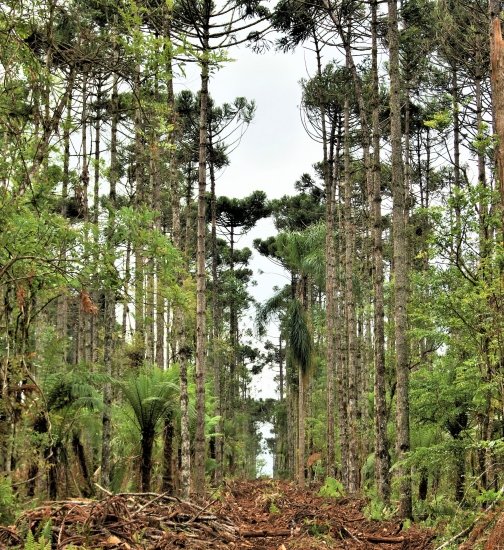 Foto — Associação Catarinense de Empresas Florestais (ACR)