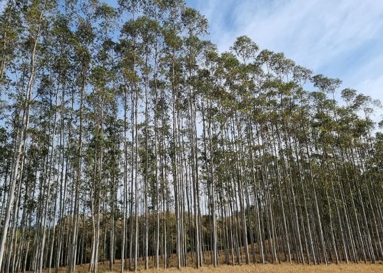 Foto — Associação Catarinense de Empresas Florestais (ACR)