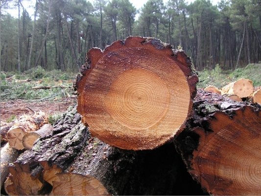 Foto — Associação Catarinense de Empresas Florestais (ACR)