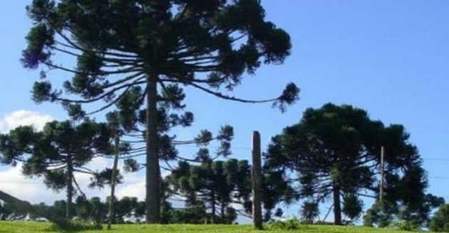 Foto — Associação Catarinense de Empresas Florestais (ACR)