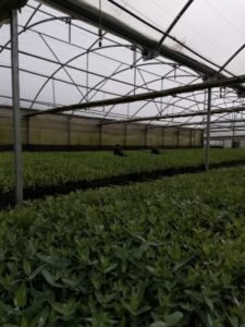 Foto — Associação Catarinense de Empresas Florestais (ACR)