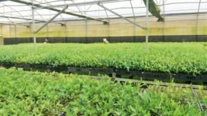 Foto — Associação Catarinense de Empresas Florestais (ACR)