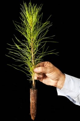 Foto — Associação Catarinense de Empresas Florestais (ACR)
