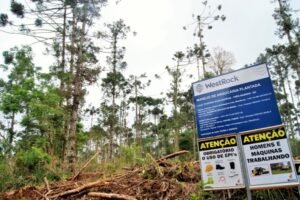 Foto — Associação Catarinense de Empresas Florestais (ACR)