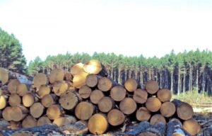 Foto — Associação Catarinense de Empresas Florestais (ACR)