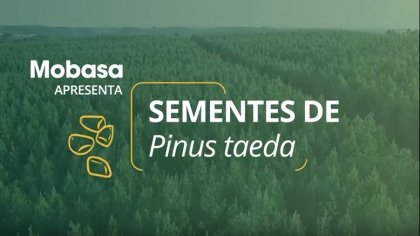 Foto — Associação Catarinense de Empresas Florestais (ACR)