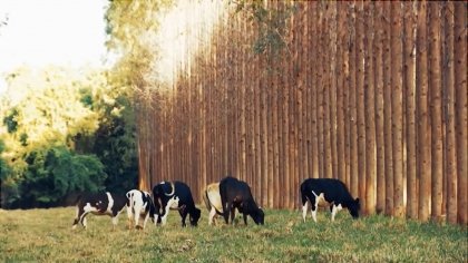 Foto — Associação Catarinense de Empresas Florestais (ACR)