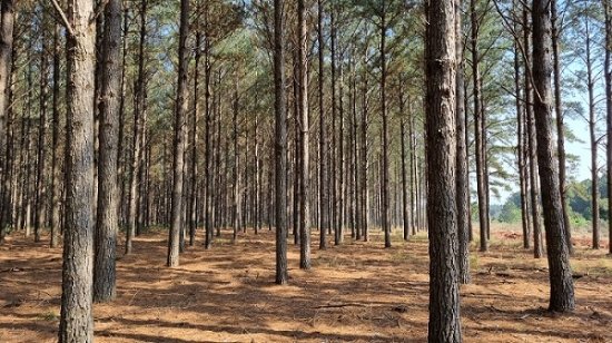 Foto — Associação Catarinense de Empresas Florestais (ACR)