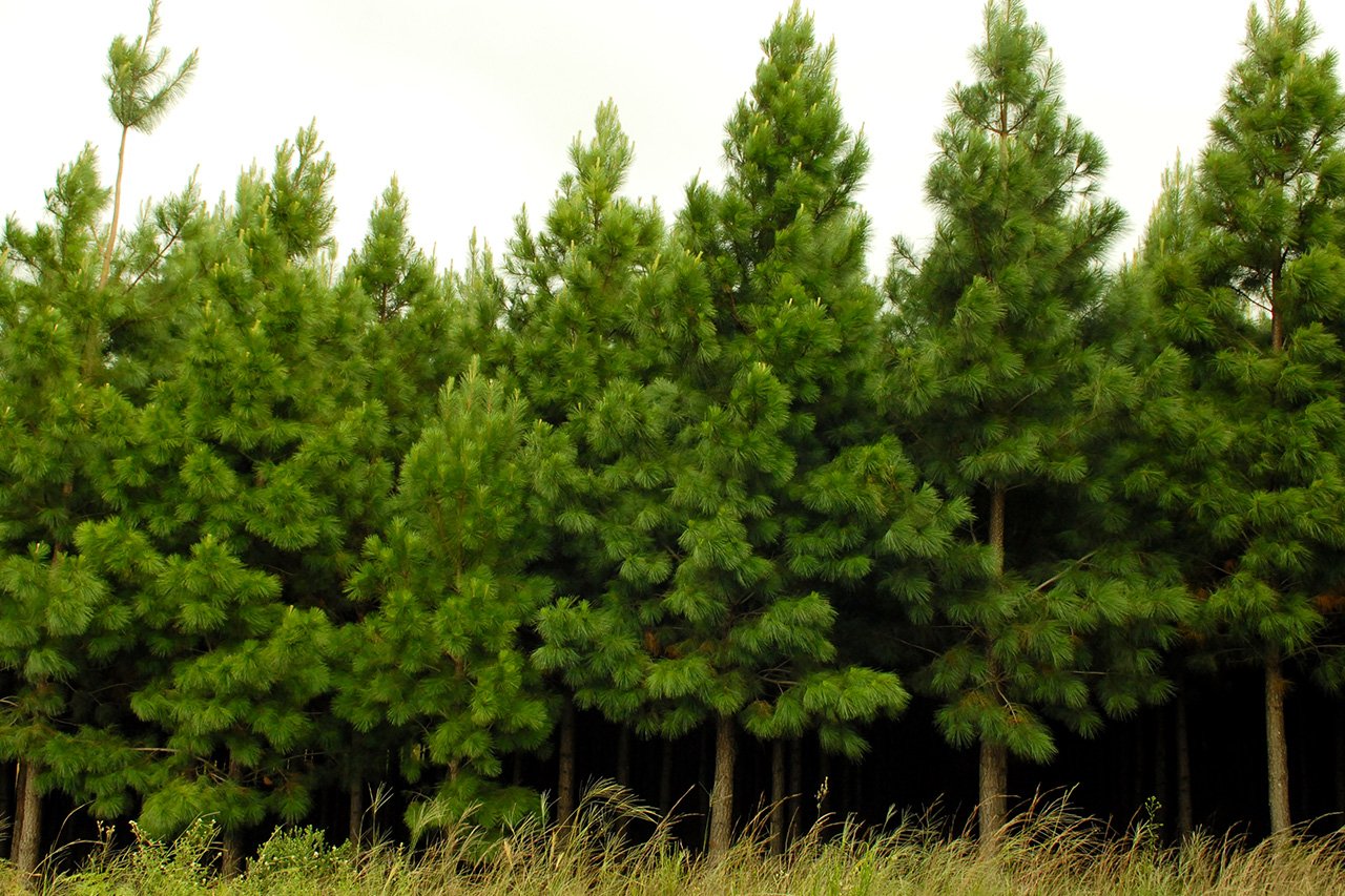 GUARARAPES FLORESTA (2) (1)