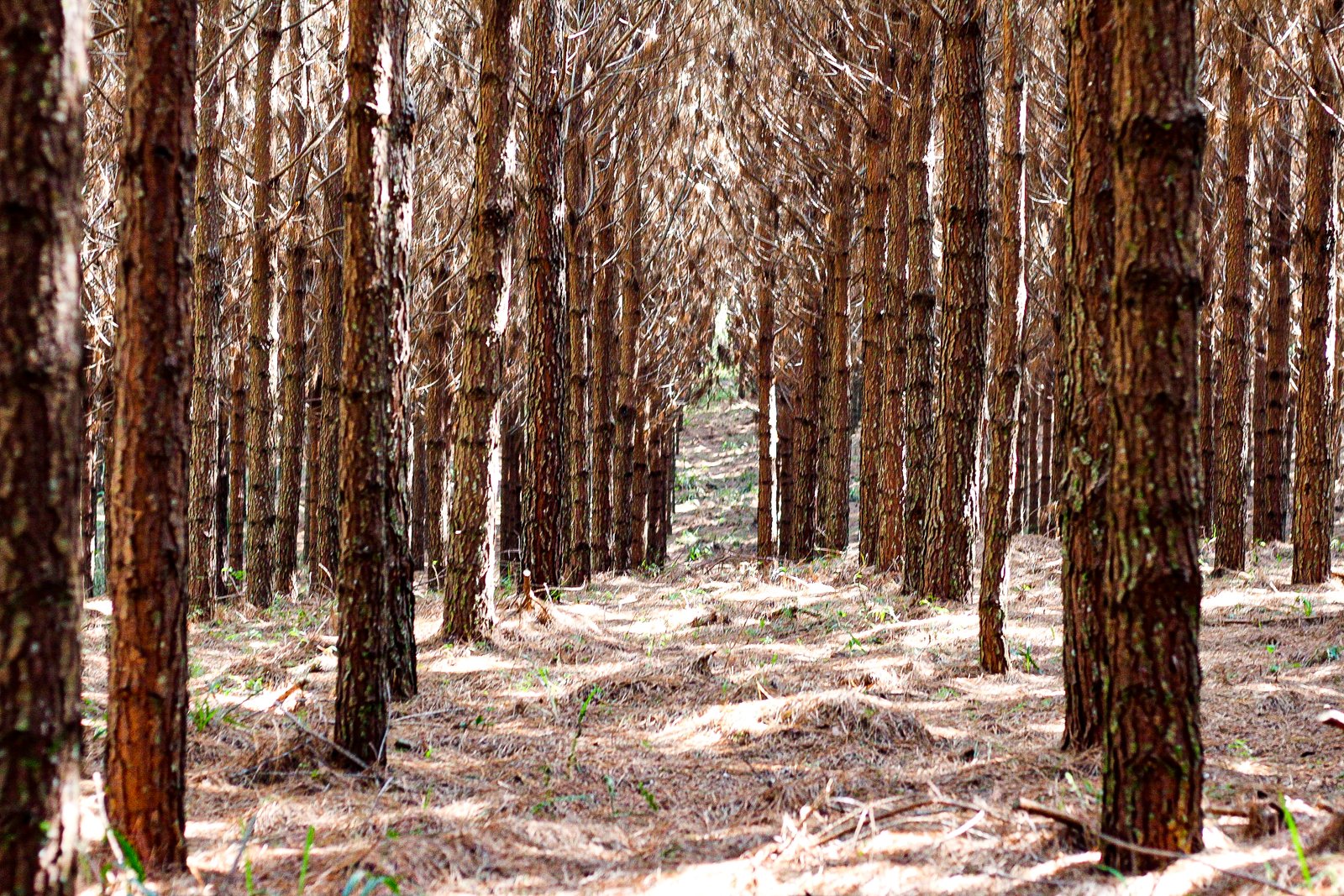 Foto — Associação Catarinense de Empresas Florestais (ACR)