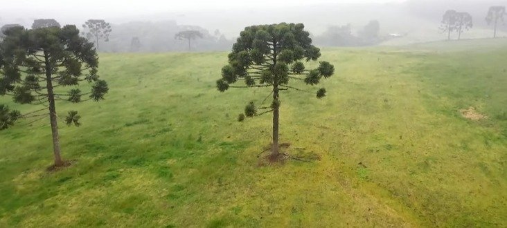 Araucária Globo Rural