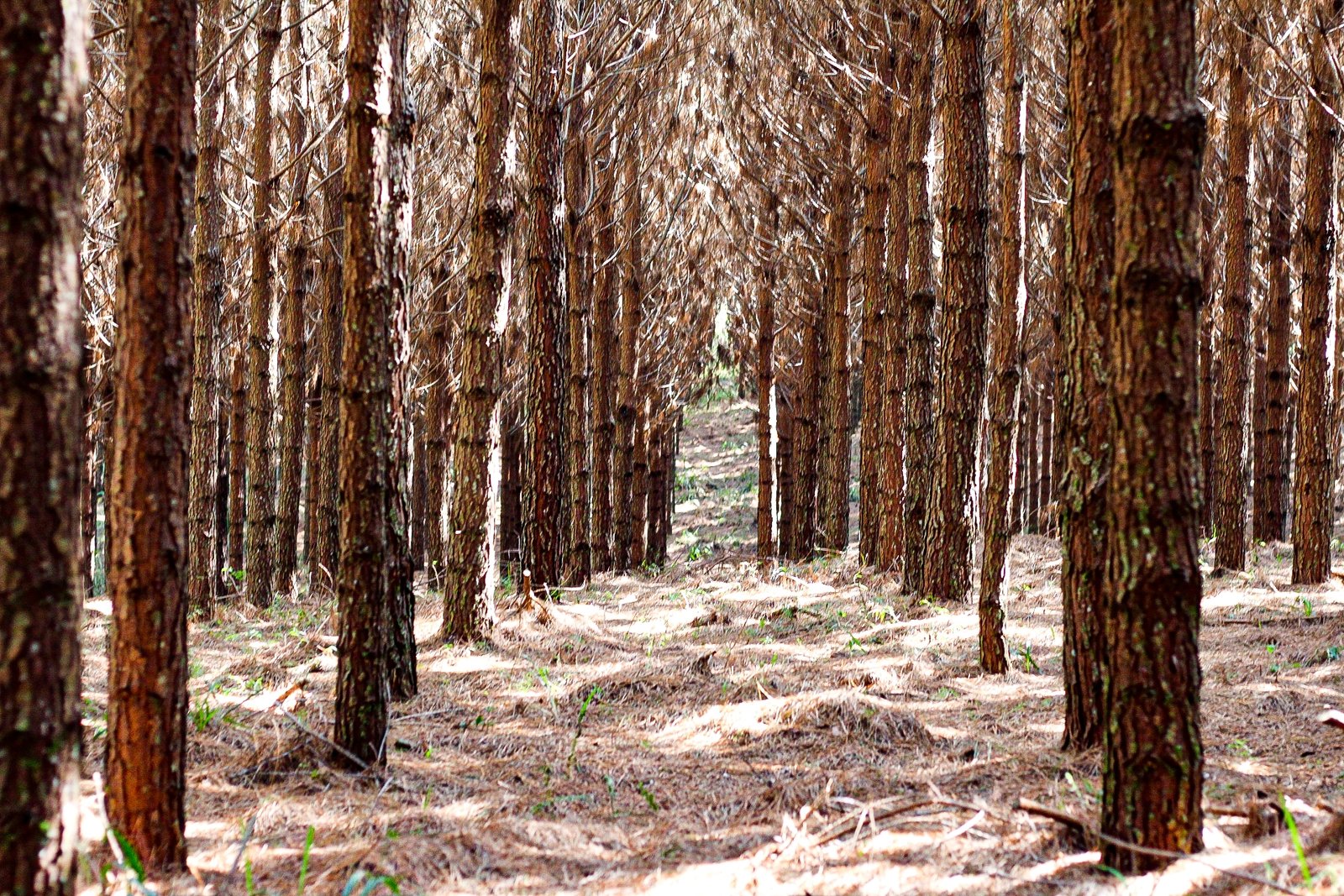 Foto — Associação Catarinense de Empresas Florestais (ACR)