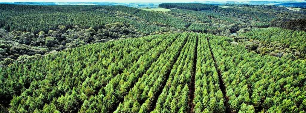 Floresta de pinus 3