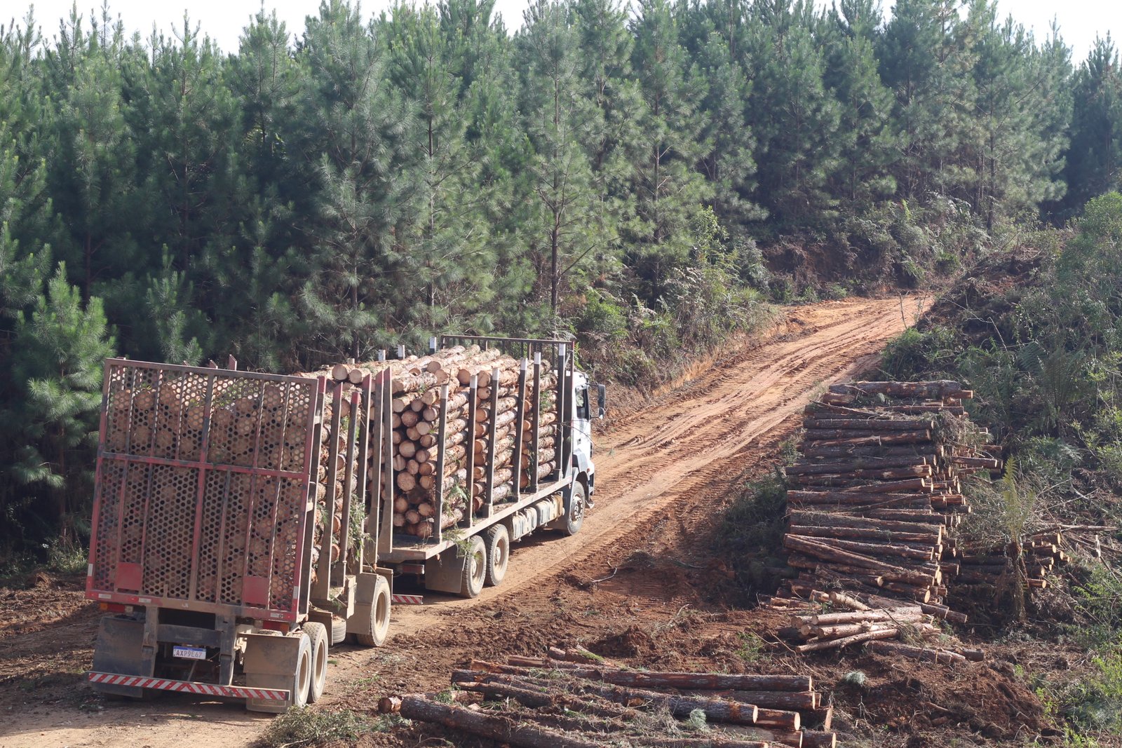 Foto — Associação Catarinense de Empresas Florestais (ACR)