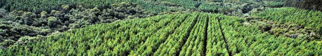 Floresta de pinus 3