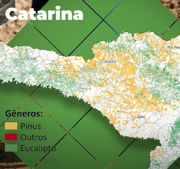 Foto — Associação Catarinense de Empresas Florestais (ACR)