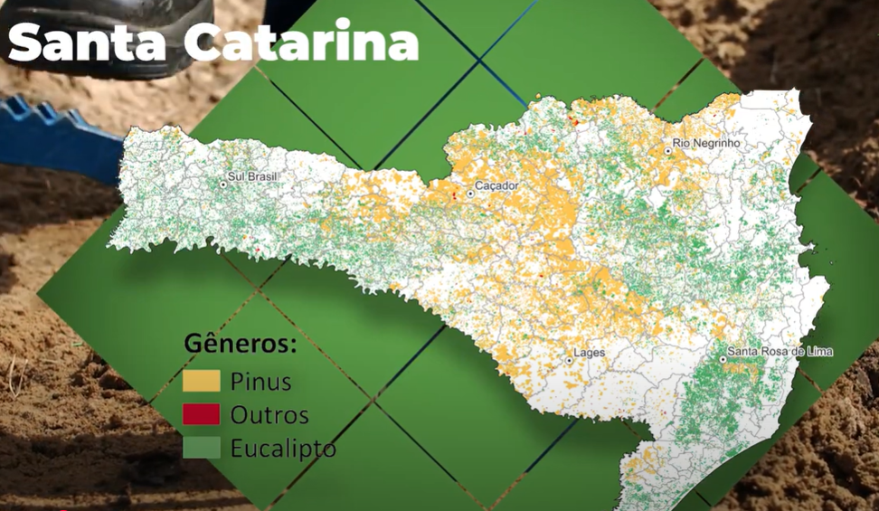 Foto — Associação Catarinense de Empresas Florestais (ACR)