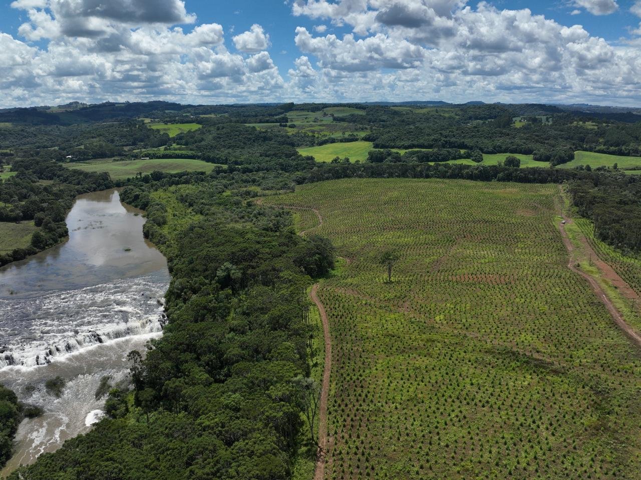 Vista aérea de reflorestamento com pínus e mata nativa em Santa Catarina