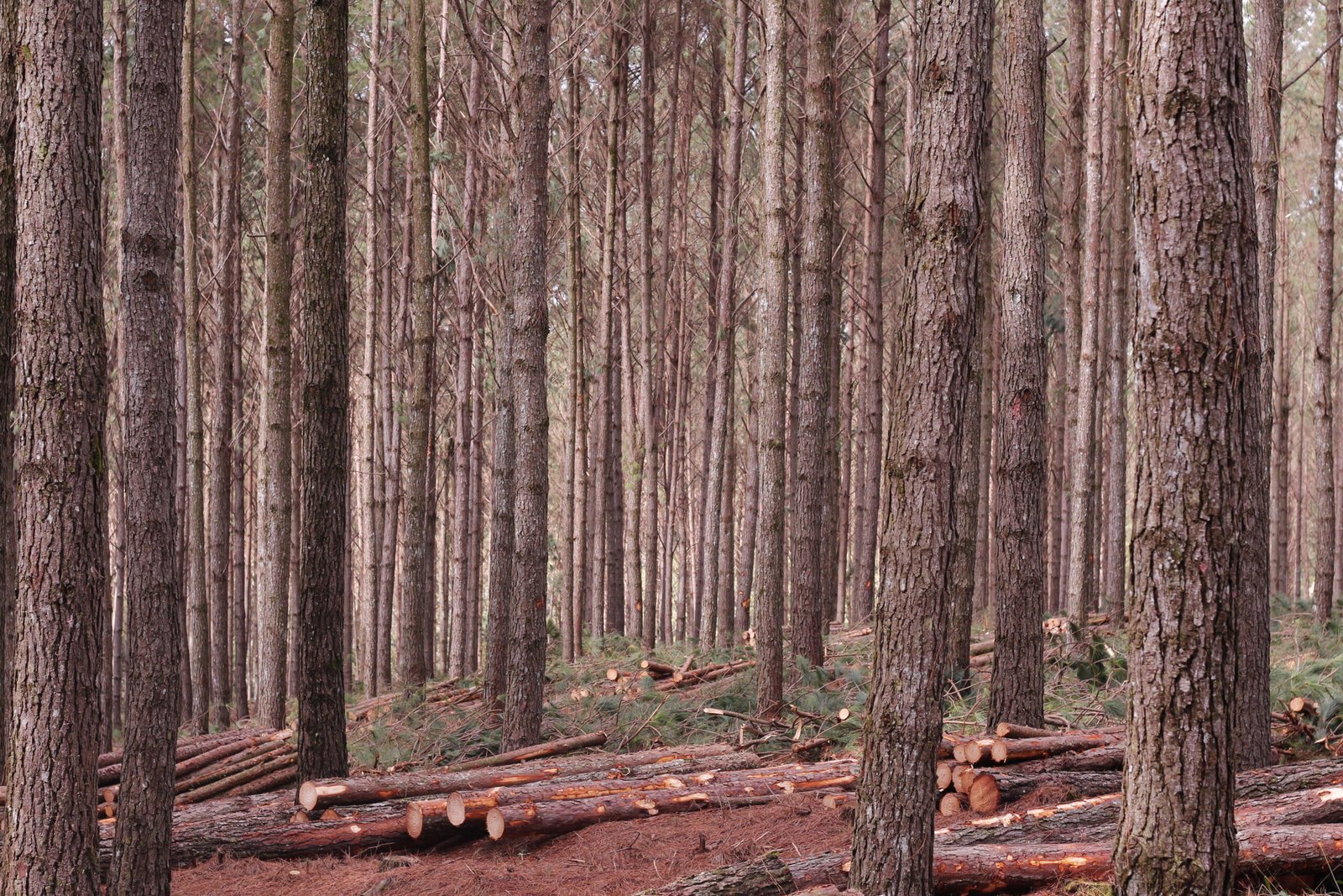 Pinus 3